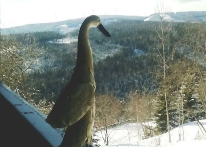 Gaestehaus Fridolin كريغلاتش